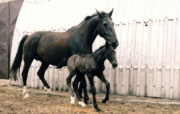 Matky a otcové koní v našem chovu